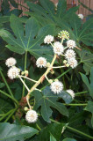 Fatsia japonica