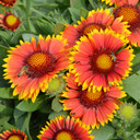 Gaillardia Arizona Sun (Blanket Flower)