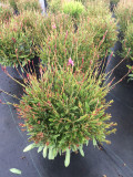 Gaura Siskiyou Pink