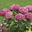 Hydrangea arb. Invincibelle Mini Mauvette®