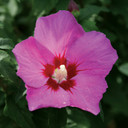 Hibiscus Lil' Kim® Violet