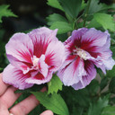 Hibiscus Purple Pillar®