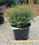 Ilex Schillings (Dwarf Yaupon Holly)