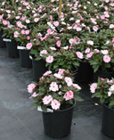 Impatiens SunPatiens® Compact Blush Pink