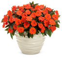 Impatiens SunPatiens® Compact Orange