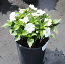 Impatiens SunPatiens® Compact White