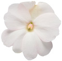 Impatiens SunPatiens® Compact White