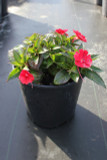 Impatiens SunPatiens® Compact Red