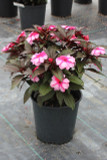 Impatiens Super Sonic® Sweet Cherry