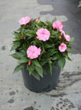 Impatiens SunPatiens® Vigorous Shell Pink