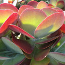 Kalanchoe thrysiflora (Flapjacks)