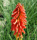 Kniphofia Papaya Popsicle