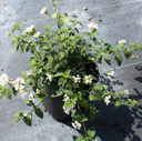 Lantana Trailing White