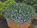 Lobelia Techno® Heat Upright Light Blue