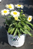 Leucanthemum Amazing Daisies® Banana Cream