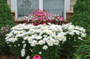 Leucanthemum Amazing Daisies® Daisy May®