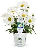 Leucanthemum Amazing Daisies® Daisy May®