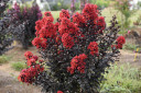 Lagerstroemia Sunset Magic™ (Crape Myrtle)