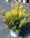 Ligustrum Golden Ticket® (Privet)