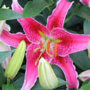 Lilium Stargazer