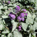 Lamium Purple Dragon (Spotted Dead Nettle)