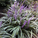 Liriope Variegata (Lilyturf)