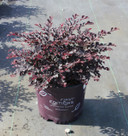 Loropetalum Crimson Fire™