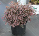 Loropetalum Daruma