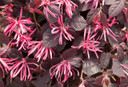 Loropetalum Jazz Hands® Pink