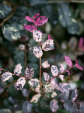 Loropetalum Jazz Hands Variegated®