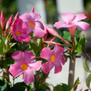 Mandevilla Sun Parasol® Pretty Pink