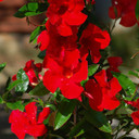 Mandevilla Sun Parasol® Red Emperor®