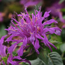 Monarda Balmy Lilac