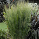 Panicum Northwind (Upright Switch Grass)