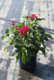 Pentas Starcluster™ Red