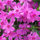 Phlox Crimson Beauty