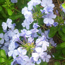 Plumbago auriculata (Cape Plumbago) 