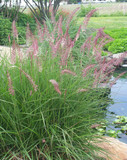 Pennisetum Karley Rose (Oriental Fountain Grass)