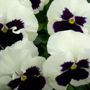 Pansy Majestic Giants II White With Blotch