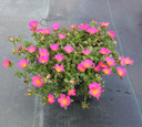 Portulaca Pazazz™ Pink Glow