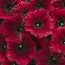 Petunia Supertunia® Black Cherry®