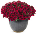 Petunia Supertunia® Black Cherry®