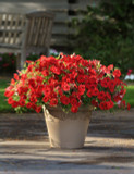 Petunia Easy Wave® Red