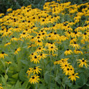 Rudbeckia Goldsturm (Black-Eyed Susan)