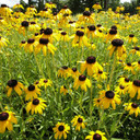 Rudbeckia Viette's Little Suzy (Black-Eyed Susan)