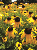 Rudbeckia Viette's Little Suzy (Black-Eyed Susan)