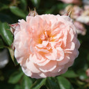 Rose Apricot Drift®