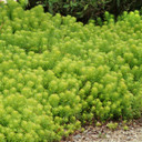 Sedum Angelina