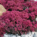 Sedum Sunsparkler® Dazzleberry