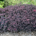 Sedum Sunsparkler® Dazzleberry